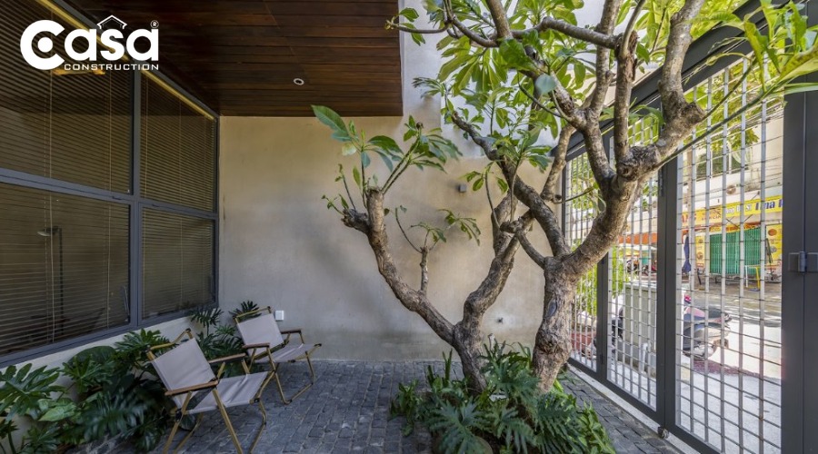 Cây sứ trắng thân mập hoa trắng tinh khôi trồng giếng trời nhà phố